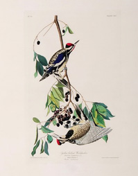 Yellow bellied Woodpecker 